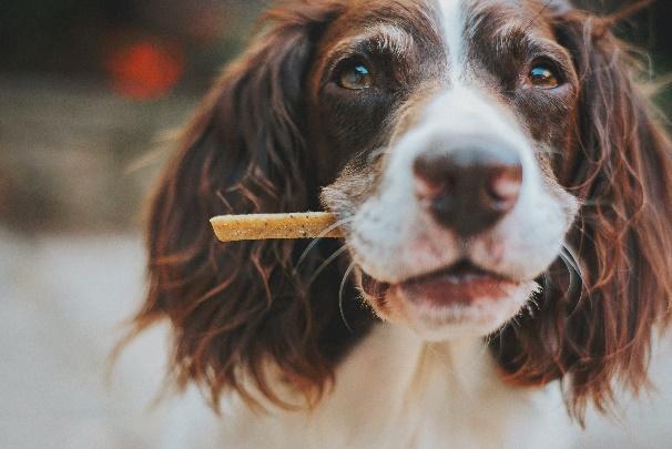 4.Beneficial CBD Treats For Your Furry Friend